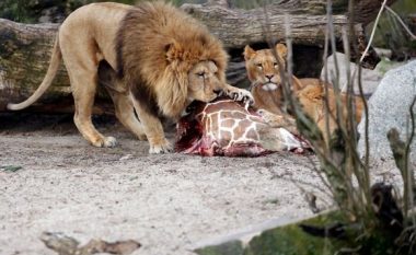 I japin luanit për të ngrënë xhirafën e ngordhur, publiku dënon kopshtin zoologjik (FOTO LAJM)