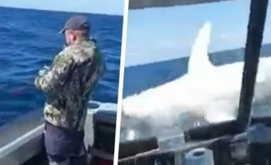 Një peshkaqen gjigant hidhet në një varkë! Videoja çmend rrjetet sociale: është e vërtetë apo e rreme?