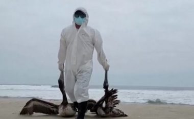 Gripi i shpendëve në Peru, Autoritetet japin alarmin: Mijëra pelikanë kanë ngordhur