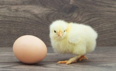 Veza pulën apo pula vezën? Zbulohet përgjigjia enigmë për shumë shekuj