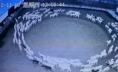 Fenomeni që ka trazuar botën, për 12 ditë rresht delet ecin në formë rrethi (VIDEO)