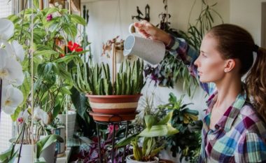 Duhet t’i keni në shtëpinë tuaj: Tre bimë që largojnë energjinë negative