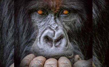 Gorilla e zhytur në mendime merr “Çmimin e Madh”