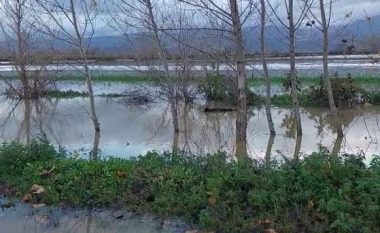 Reshjet intensive nxjerrin nga shtrati lumi Ishëm, tokat e mbjella nën ujë (VIDEO)