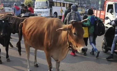 La lopët të lira në rrugë, indiani dënohet me 6 muaj burg