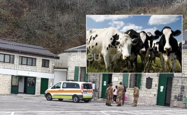 Familjes shqiptare në Itali i ndodh e papritura në ekskursion, sulmohen nga një tufë lopësh, kryefamiljarin e tërheqin zvarrë