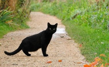 E dini pse macet e zeza konsiderohen “simbol i fatkeqësisë”?!