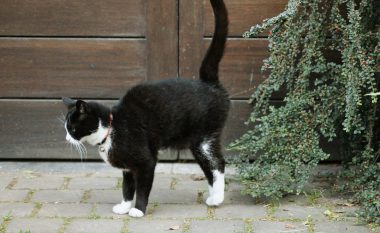 Nëse një mace ju vjen në derë të shtëpisë, nuk duhet ta largoni