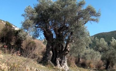 Historia e ullirit 2042 vjeçar të Gjormit, pema që prodhon ende ullinj i rezistoi zjarreve dhe luftërave