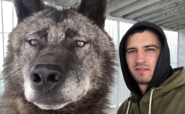 Njihuni me ujkun më të madh në planet (VIDEO)