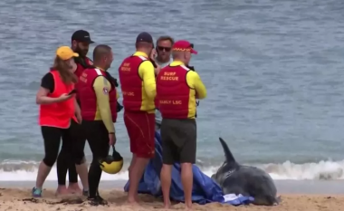 Peshkaqenët sulmojnë një delfin, mbyllen plazhet në Sidnei të Australisë