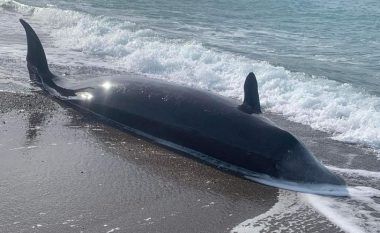 Ekspertët: Ngordhja e 10 balenave në Qipro mund të ketë lidhje me tërmetet në Turqi