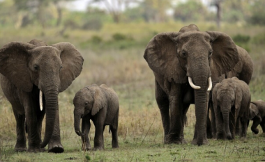 E rëndë, elefanti sulmon për vdekje fermerin në Uganda