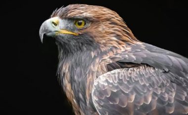 Ishte pjesë e një prjekti shumë të rëndësishëm, Shqiponja e artë gjendet e ngordhur në jug të Skocisë