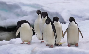 Ngrohja globale, akulli i detit në Antarktidë shënon një rekord të ri