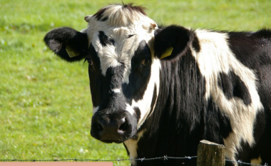 “Super lopët” e  klonuara në Kinë, prodhojnë sasi të mëdha qumështi