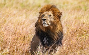 Njihej si “mbreti” i Serengetit, vritet nga rivalët luani në Tanzani