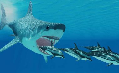 Peshkaqenët megalodon sunduan oqeanet miliona vjet më parë: Pse u zhdukën?
