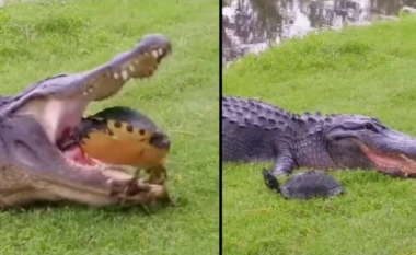 VIDEO/ Breshka më luftarake në botë, si i shpëtoi gojës së aligatorit