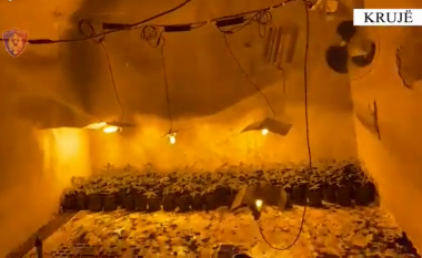 “Tunel bari” në Krujë, sekuestrohen 390 bimë kanabis, 5 të arrestuar mes tyre 2 punonjës të OSHEE