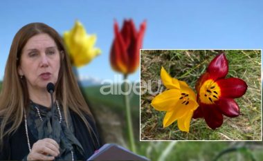 Kumbaro: “Tulipani i Shqipërisë” shpallet monument natyre