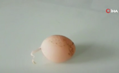 Çudi e madhe në Turqi, pulat bëjnë vezë me bisht: Shenjë nga Zoti!