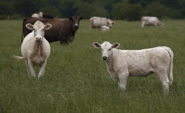 Shpërthim në një fermë në Teksas, rreth 18 mijë lopë të ngordhura