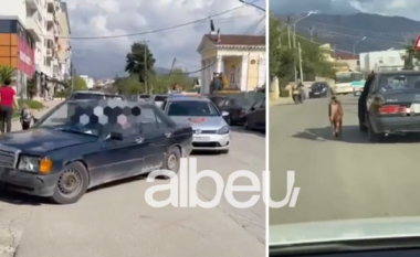Skandali me shoferin që tërhoqi zvarrë kafshën me makinë, nis hetimi për drejtuesin e mjetit në Tiranë, policia e gjobit me 550 mijë lekë