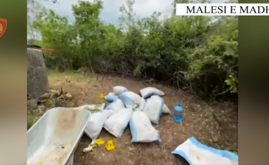 I mituri kapet duke kultivuar drogë në Koplik, policia asgjeson  80 fidanë kanabis