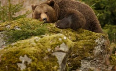 Pse arinjtë nuk pësojnë trombozë gjatë gjumit letargjik?