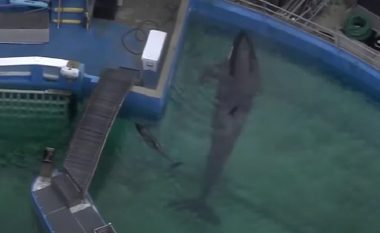 Balena vrasëse “Lolita” do të kthehet pas 50 vitesh në ujërat e Paqësorit (Video)