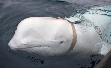 Balena ruse “spiune” shihet në brigjet e Suedisë