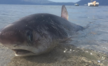 FOTO/ Peshkaqen i rrallë në gjirin e Vlorës
