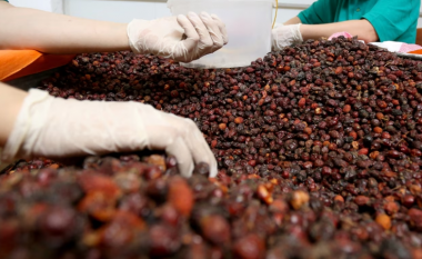 Produktet organike të Kosovës në tregjet evropiane