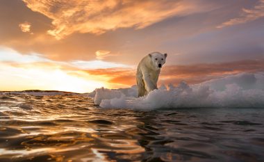 Alarmant ndryshimi i klimës, arinjtë polarë përballen me kërcënimin e urisë ndërsa akulli po shkrihet