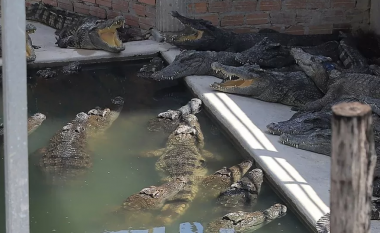 Ra në strehën e tyre, 40 krokodilë sulmojnë deri në vdekje fermerin në Kamboxhia