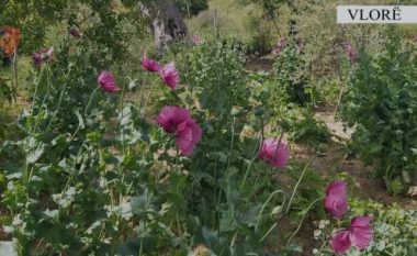 Zbulohen 70 bimë opium në Vlorë, arrestohet 54-vjeçari (VIDEO)