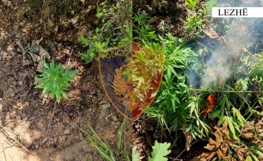 Kontrolle nga toka dhe ajri, asgjësohen 500 bimë kanabis në Kashnjet të Lezhës