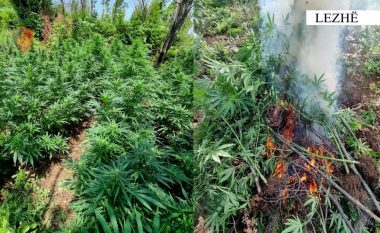 Policia “mësyn” nga toka dhe ajri në fshatrat e Lezhës, zbulon mijëra bimë kanabisi