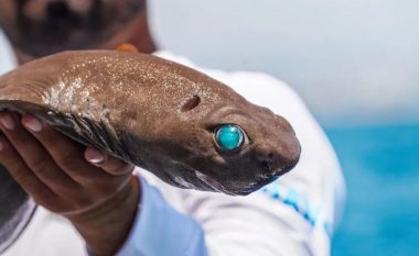 E rrallë, kapet peshkaqeni me sy smeraldi në Turqi
