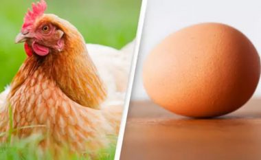 Shkenca duket se “ka zbuluar” cila lindi e para, pula apo veza (fotot)