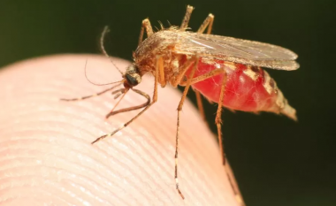 Rastet e malaries në Florida dhe Teksas shkaktojnë alarm në SHBA