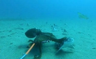 Beteja epike mes oktapodit dhe peshkaqenit (Video)