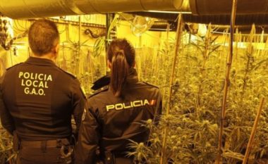 Shkatërrohet banda shqiptare e drogës, arrestohen 3 persona, sekuestrohen mbi 10 mijë rrënjë kanabis