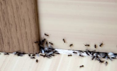 Si të largoni përgjithmonë milingonat nga shtëpia