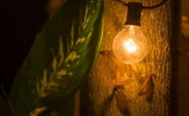 Pse insektet tërhiqen nga drita gjatë natës?
