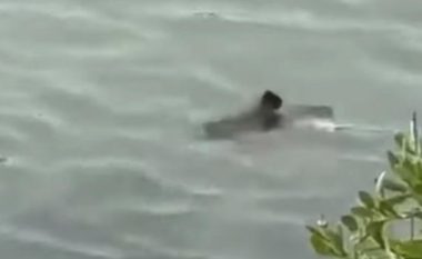Një krijesë misterioze filmohet në ujë, ekspertët nuk dinë ta shpjegojnë (VIDEO)