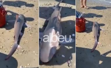 VIDEO/ Peshkaqenët “vizitojnë” edhe Shqipërinë, kapet një grabitqar në Gjirin e Lalzit