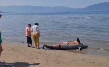 Gjendet një delfin i ngordhur në afërsi të Plazhit të Vjetër në Vlorë