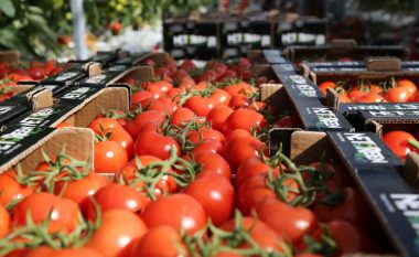 Hormonet dhe pesticidet pa kriter, alarm në Kosovë pas importit të domateve nga Shqipëria